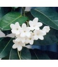 Stephanotis