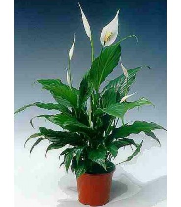 Spathiphyllum