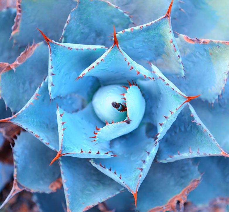 AGAVE: molto più che succulenta