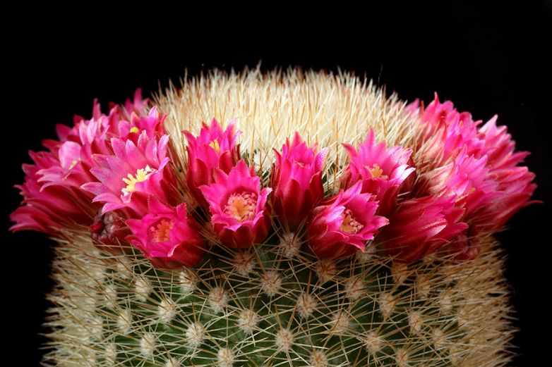 Mamillaria: la bellezza e le sue spine