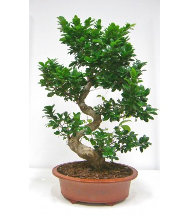 BONSAI FICUS  V.90/100 SHAPE SL50/2