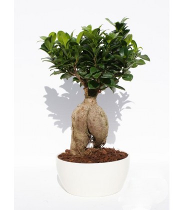 Bonsai 200 Gr. Vaso Ceramica