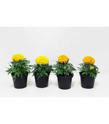 Tagetes v. 12