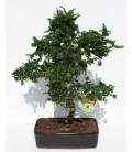 Bonsai H.25 cm Zelkova